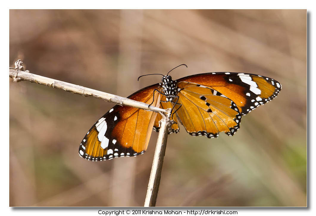 Female Plain Tiger Under Side View