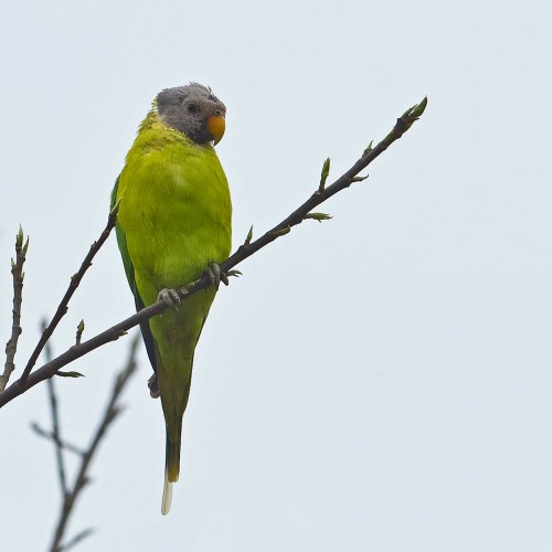 Plum-headed Parakeet