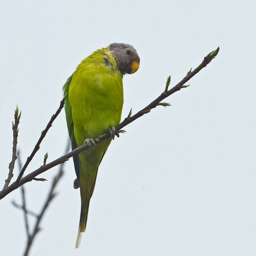 Plum-headed Parakeet