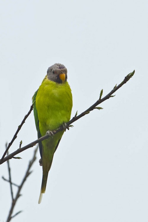 Plum-headed Parakeet