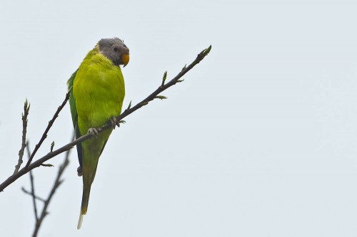 Plum-headed Parakeet