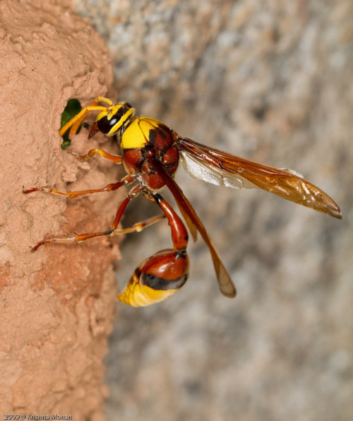 Potter Wasp Giving Finishing Touches