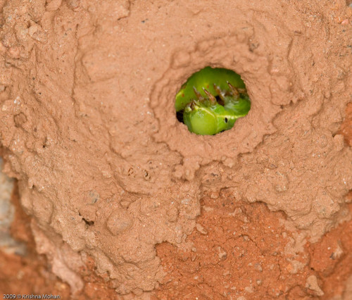 Paralyzed Captive Caterpillar inside The Nest