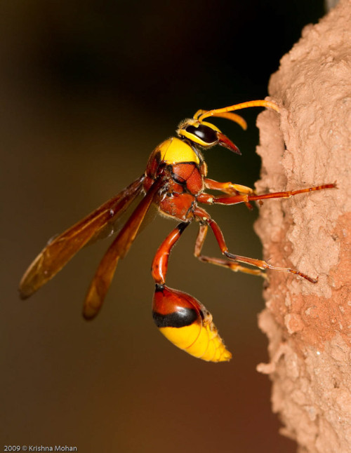 Potter Wasp