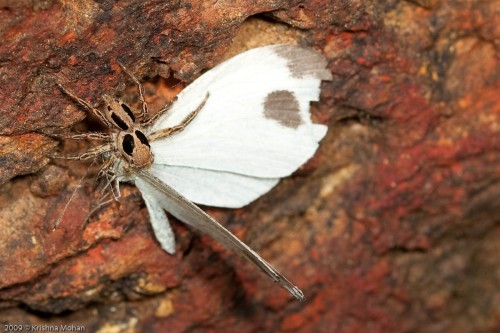 Small Zebra Jumper spider killing Psyche Butterfly