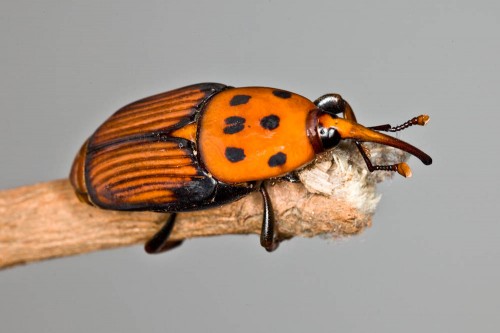 Red Palm Weevil