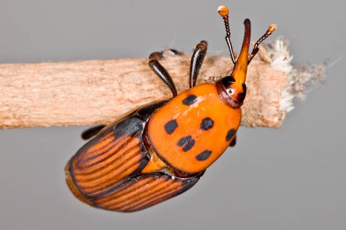 Red Palm Weevil