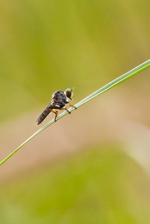 Robber Fly using 300mm f2.8 + 36mm extension tube