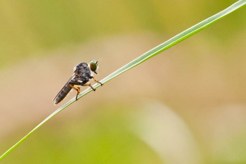 Robber Fly using 300mm f2.8 + 36mm extension tube