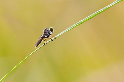 Robber Fly using 300mm f2.8 + Canon EFII 2x Teleconverter