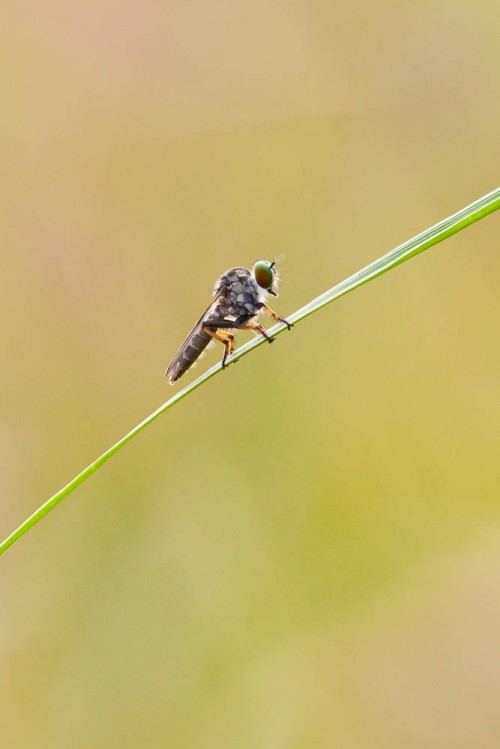 Robber Fly using 300mm f2.8 + Canon EFII 2x Teleconverter