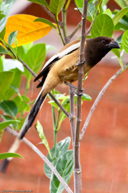 Rufous Treepie