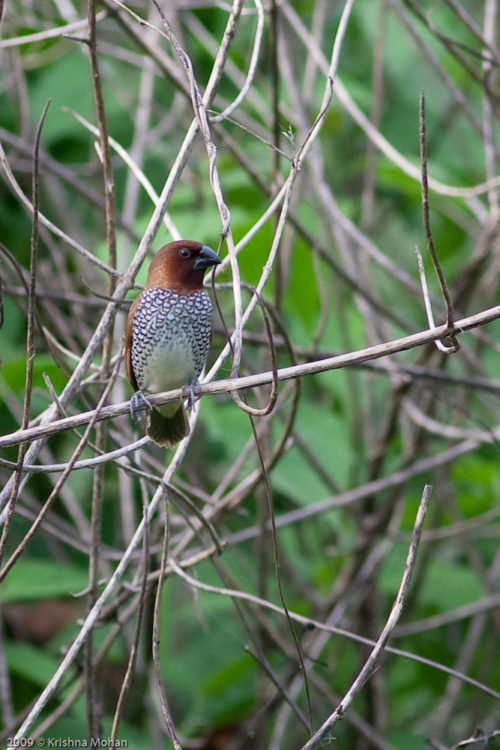 Scaly-breasted Munia