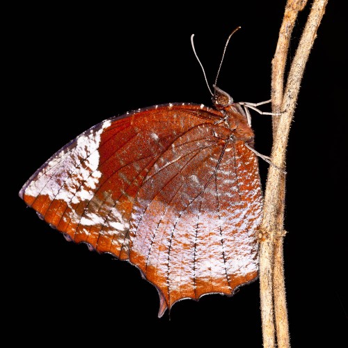 Tailed Palmfly