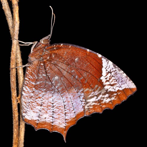 Tailed Palmfly