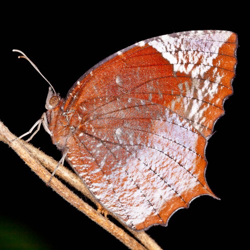 Tailed Palmfly