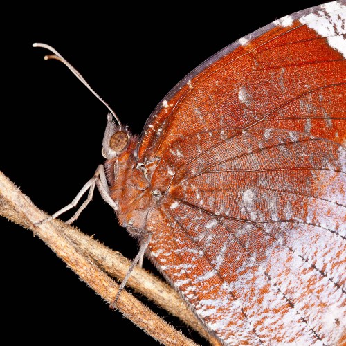 Tailed Palmfly Closeup