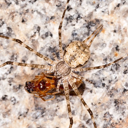 Two-Tailed Spider - Hersilia