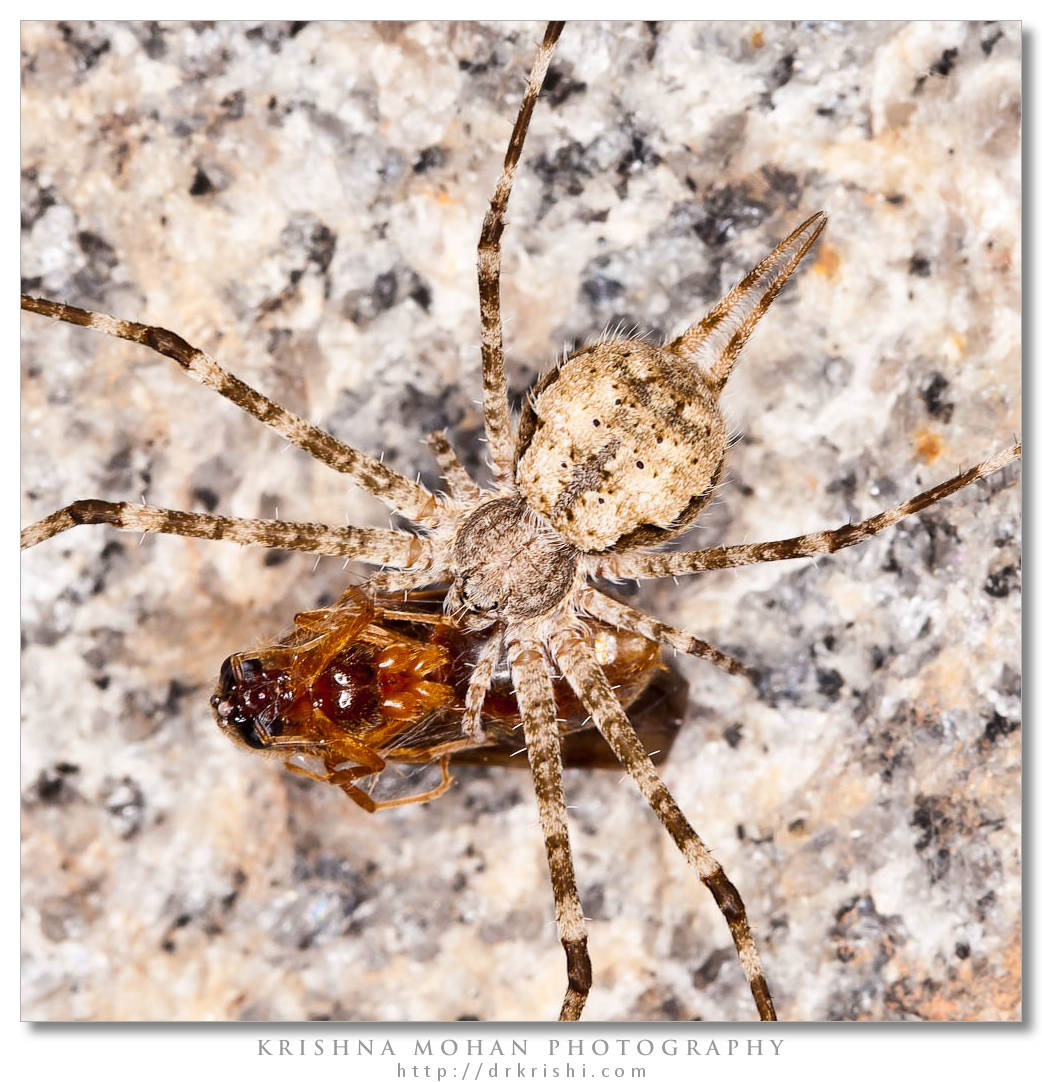 Two-Tailed Spider - Hersilia savignyi