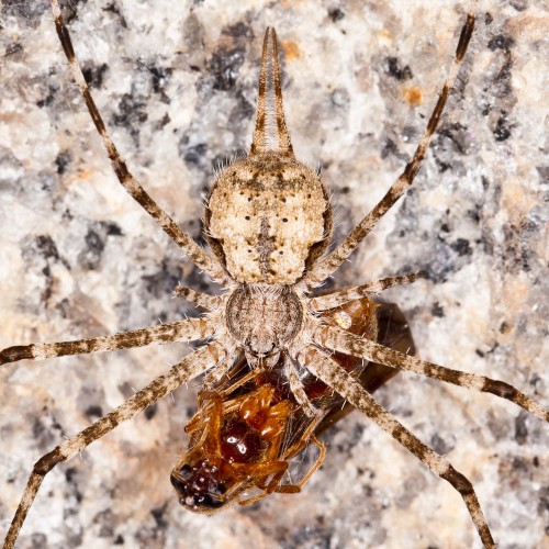 Two-Tailed Spider - Hersilia