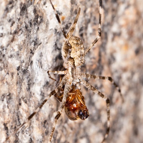 Two-Tailed Spider - Hersilia