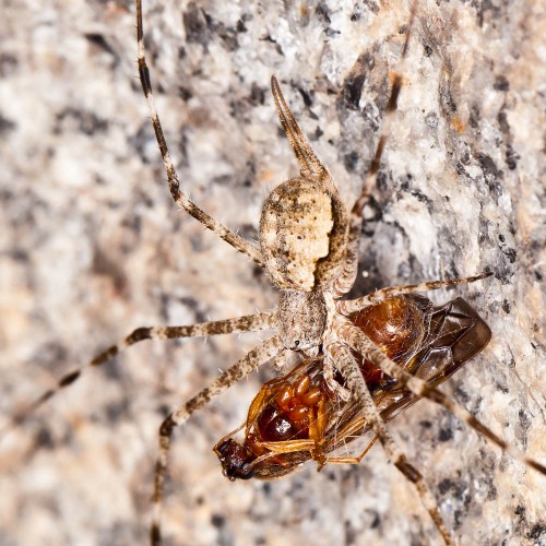 Two-Tailed Spider - Hersilia