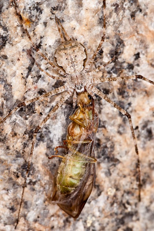 Two-Tailed Spider - Hersilia