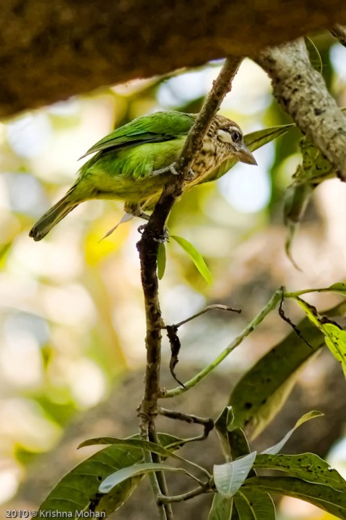 White-cheeked Barbet