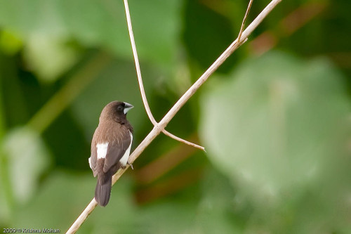 White-rumped Munia