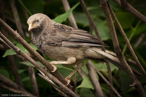 Yellow Billed Babbler