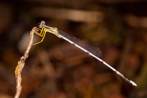 Yellow Bush Dart