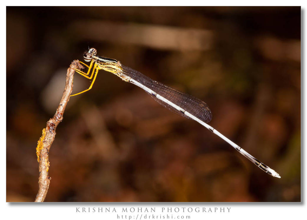 Yellow Bush Dart