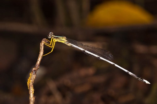 Yellow Bush Dart