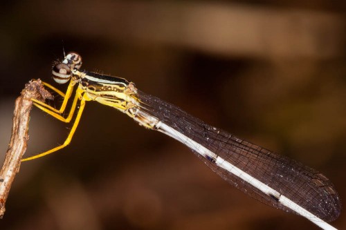 Yellow Bush Dart