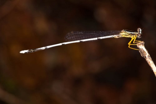 Yellow Bush Dart