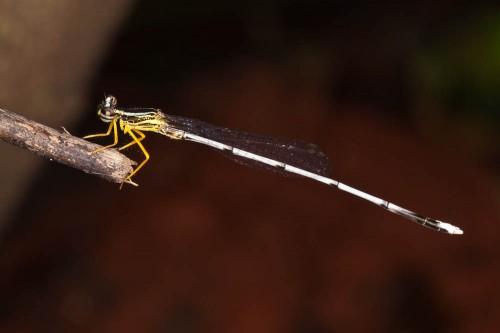 Yellow Bush Dart