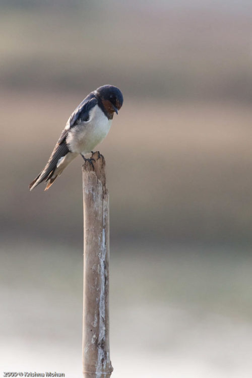 Barn Swallow