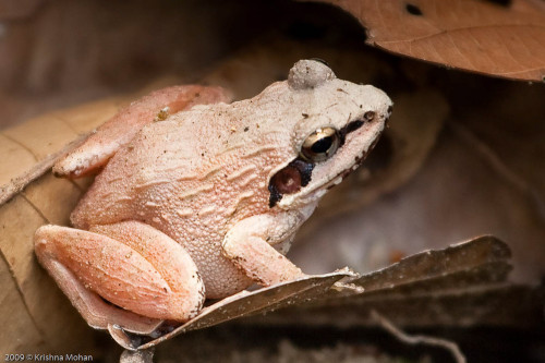 Beddome's Indian Frog