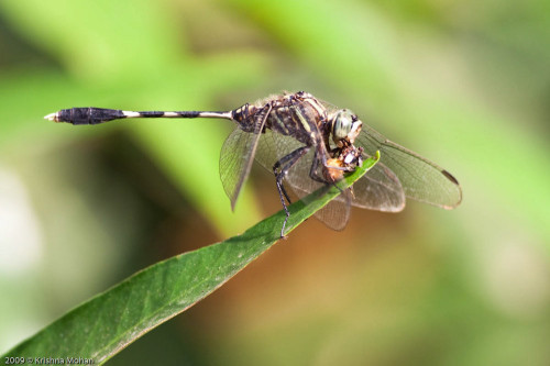 Orthetrum sabina