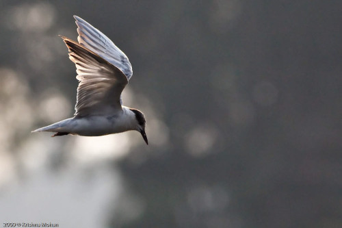 Tern in Flight