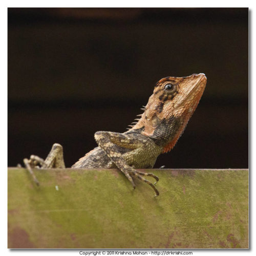 Elliot's forest lizard (Calotes ellioti)