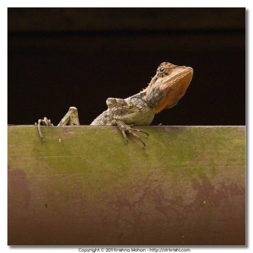 Elliot's forest lizard (Calotes ellioti)