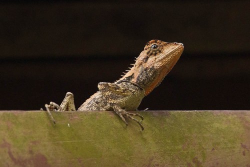 Elliot's forest lizard (Calotes ellioti)