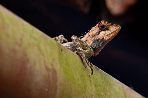 Elliot's forest lizard (Calotes ellioti)