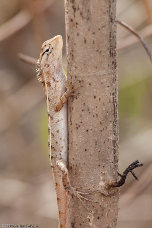 Female Oriental Garden Lizard