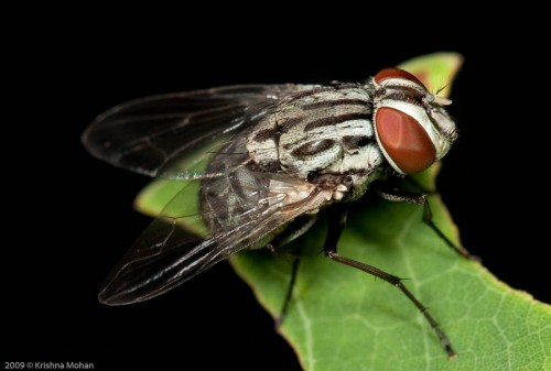 Male House fly