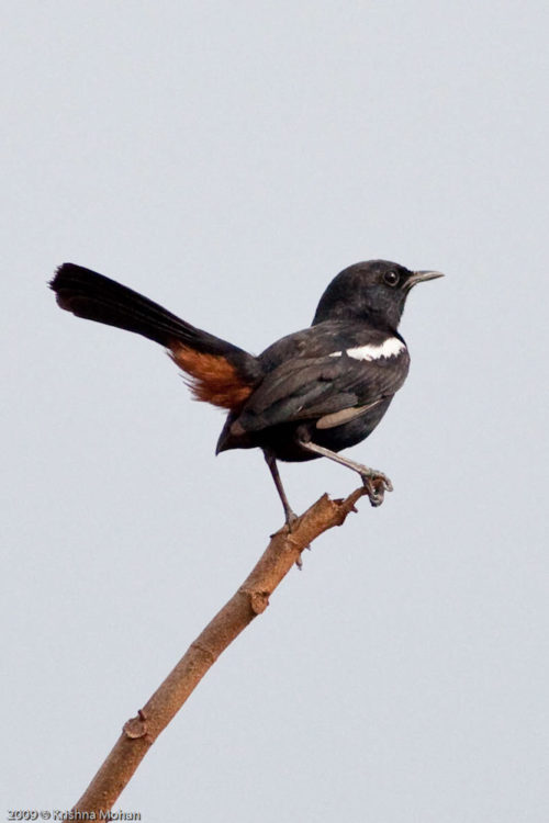 Indian Robin