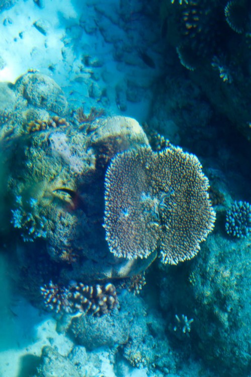 Corals from Glass Bottom Boat