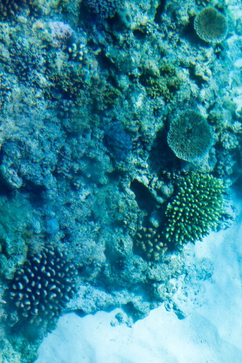 More corals