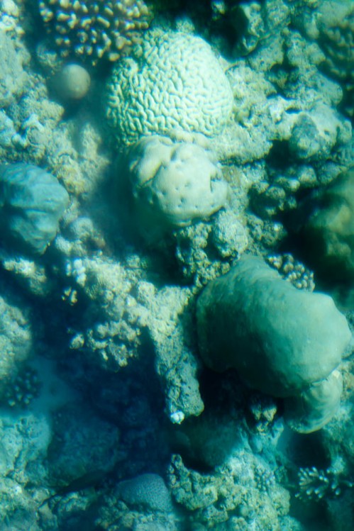 Brain Coral